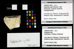 Foto (Objekt + Etiketten) von Galatheites zitteli (Moericke, 1889) 